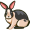 rabbit5