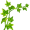 ivy5