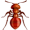 ant5