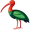 ibis5