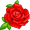 rose5