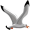 albatross5