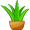 aloe5