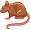 rat5