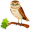 owl5