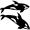 orcas5