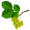 elm5