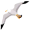 albatross5