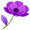 anemone5