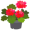 geraniums5
