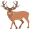 elk5