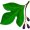 sassafras5