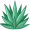 agave5