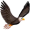 eagle5
