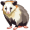 opposum5