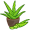 aloe5
