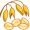 oat5