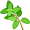 oregano5