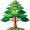 cedar5