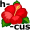hibiscus5