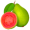 guava5