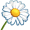 chamomile5
