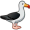 albatross5
