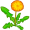 dandelion5