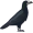 rook5