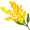 acacia5