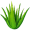 aloe5