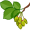 elm5