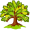 oak5