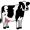 cow5