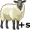ewes5