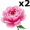peonies5