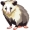 opposum5