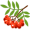 rowan5