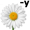 daisy5
