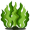 algae5