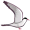 tern5