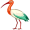ibis5