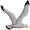 albatross5