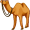 camel5