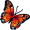 butterfly5