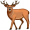 elk5