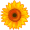 sunflower5