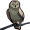 owl5