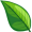 leaf5