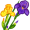 iris5